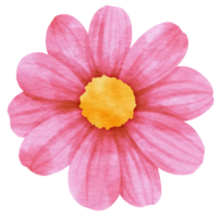 acuarela de flor rosa pintada para elemento decorativo png