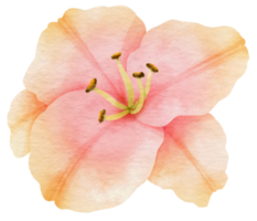 fiore rosa dipinto ad acquerello per elemento decorativo png