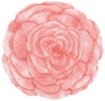 Pink rose flower watercolor painted for Decorative Element png
