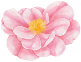 rosa rosa flores acuarela ilustración png