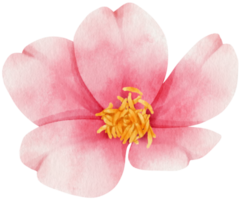 rosa blommor akvarell illustration png