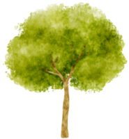 ilustración de acuarela de árbol para elemento decorativo png