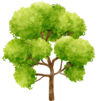 ilustración de acuarela de árbol para elemento decorativo png