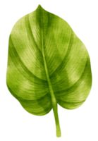 Tropical Green Leaf  watercolor style for Decorative Element png