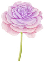 illustration aquarelle de fleurs roses pourpres png