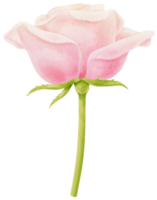 hermosa rosa rosa flores acuarela ilustración png