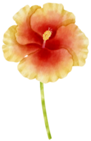 illustration aquarelle de fleurs d'hibiscus