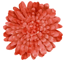 aquarela de flor vermelha pintada para elemento decorativo png