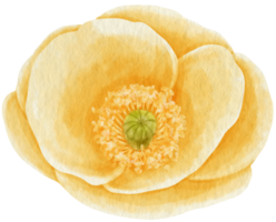 estilo de acuarela de flor de amapola amarilla para elemento decorativo png