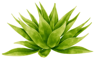 rävsvans agave krukväxt vattenfärg illustration png