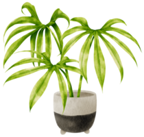 illustrazione dell'acquerello della pianta tropicale delle dita di anthurium