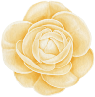 linda ilustração em aquarela de flores rosas png