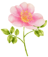 roze roos bloemen aquarel illustratie png