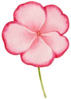 rosa blommor akvarell illustration png