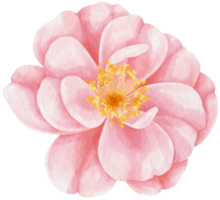 roze roos bloemen aquarel illustratie png