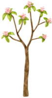 albero autunnale con fiori rosa acquerello illustrazione per elemento decorativo png