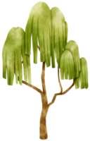 illustration aquarelle arbre pour élément décoratif png