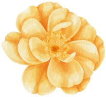 rosa naranja flores acuarela ilustración png