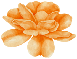 Orange rose flowers watercolor illustration png