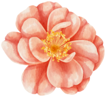 ilustração em aquarela de flores rosas vermelhas png