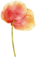 bella illustrazione ad acquerello di fiori di papavero rosso png