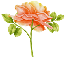 Beautiful rose flowers watercolor illustration png