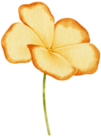 ilustração em aquarela de flores amarelas png