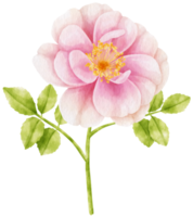 hermosa rosa rosa flores acuarela ilustración png