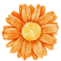 Orange flower watercolor painted for Decorative Element png