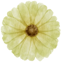 grön blomma akvarell målad för dekorativt element png