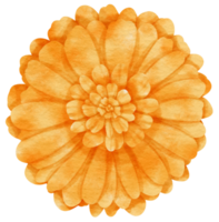 Orange flower watercolor painted for Decorative Element png