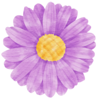 Purple flower watercolor painted for Decorative Element png