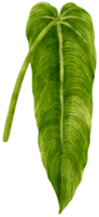 anthurium leaf tropisk akvarell illustration png