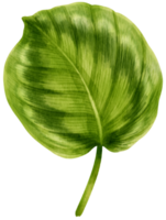 ilustración de acuarela de hoja tropical de calathea png