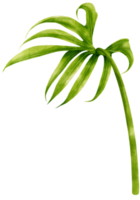 anthurium fingrar tropiska blad akvarell illustration png