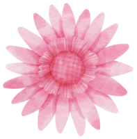 aquarela de flor rosa pintada para elemento decorativo png