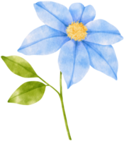 blaue clematis blüht aquarellillustration png