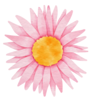 Pink flower watercolor painted for Decorative Element png