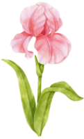 Pink iris flowers watercolor illustration png