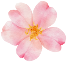 rosa blossom blommor akvarell illustration png
