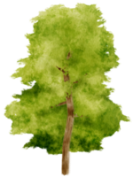 Tree watercolor illustration for Decorative Element png