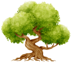 illustrazione dell'acquerello dell'albero per elemento decorativo png