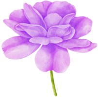 illustrazione dell'acquerello di fiori di rosa viola