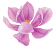 Purple magnolia flowers watercolor illustration png