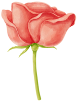 illustration aquarelle de fleurs roses rouges