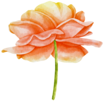 linda ilustração em aquarela de flores rosas png