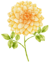 gula dahlia blommor akvarell illustration png