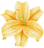 illustration aquarelle de fleurs de lys jaune png