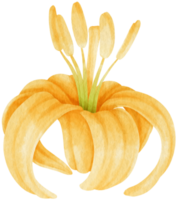 illustrazione dell'acquerello di fiori di giglio giallo png