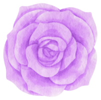 Purple rose flower watercolor painted for Decorative Element png